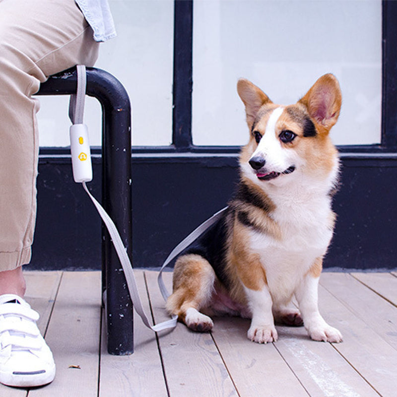 PAWS ASIA Wholesale New Style Nylon Durable Luxury Designer Reflective Dog Leash Rope With Anti Slip Handle