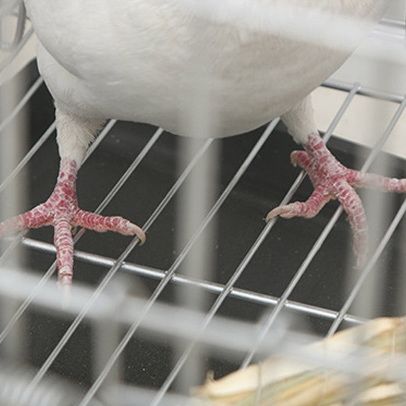 PAWS ASIA Wholesale Foldable Stacked Wire Commercial Pigeon Large Bird Cage For Sale With Tray